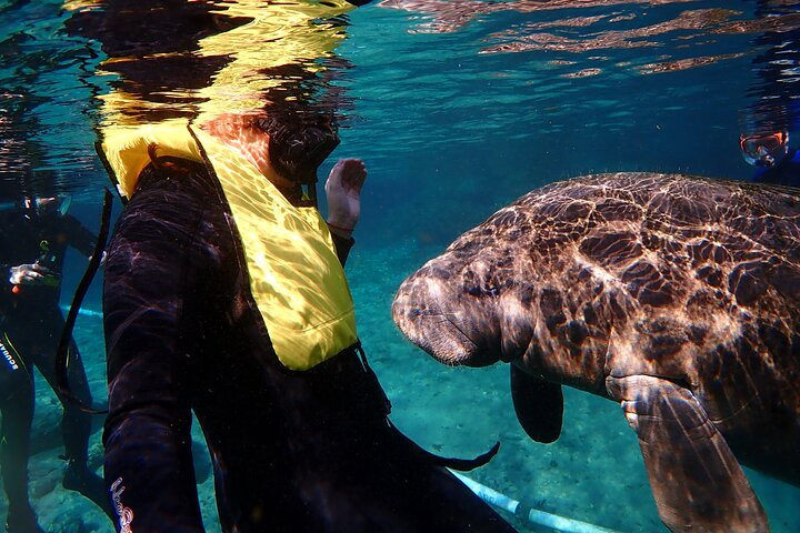 manatee greeting snorkeler
